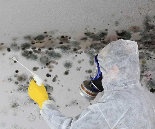 mold-damage-claim-adjuster-platinum-public-adjuster